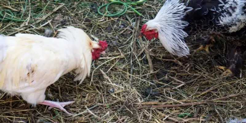 Đá gà Thomo Campuchia — trường gà Prey Veng, khán đài 500 người